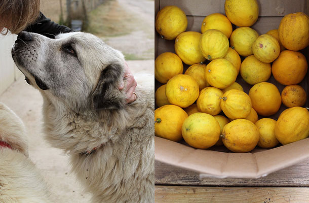 Puppy-dog-and-lemons-side-by-side
